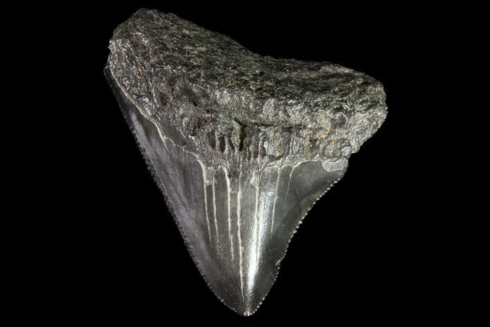 Juvenile Megalodon Tooth - Georgia #75259